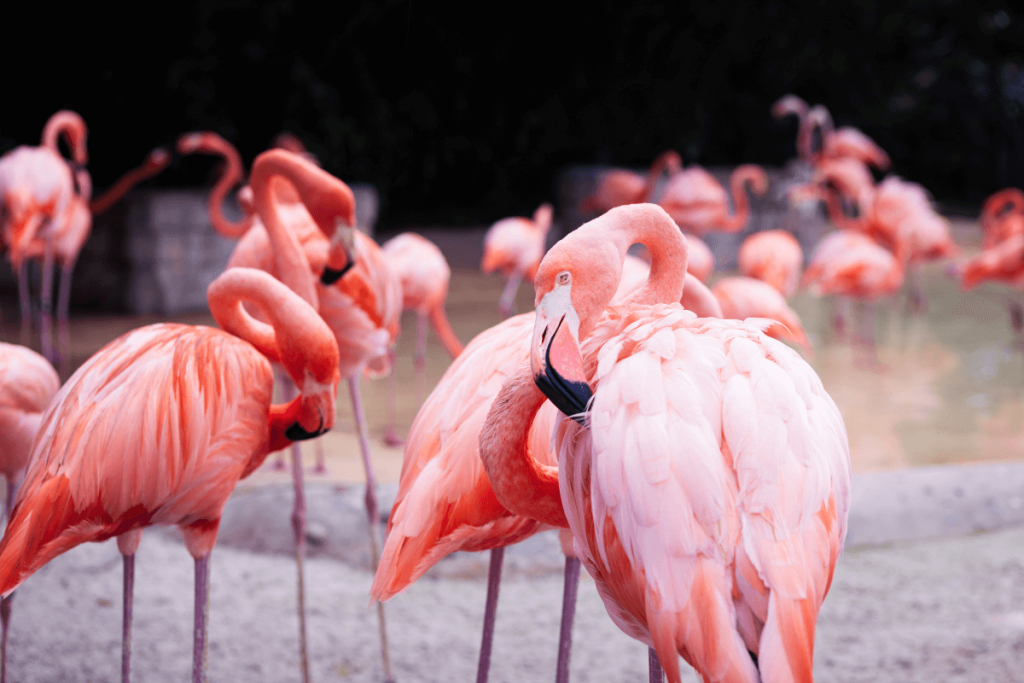 visiting-pink-flamingo-rio-lagartos-day-trips-in-yucatan-peninsula-girl-go-travel-the-world