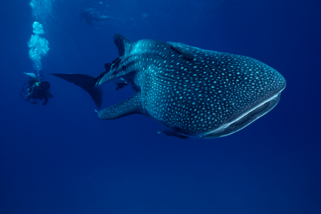 whale-sharks-isla-holbox-yucatan-peninsula-mexico-girl-go-travel-the-world-female-travel-blog