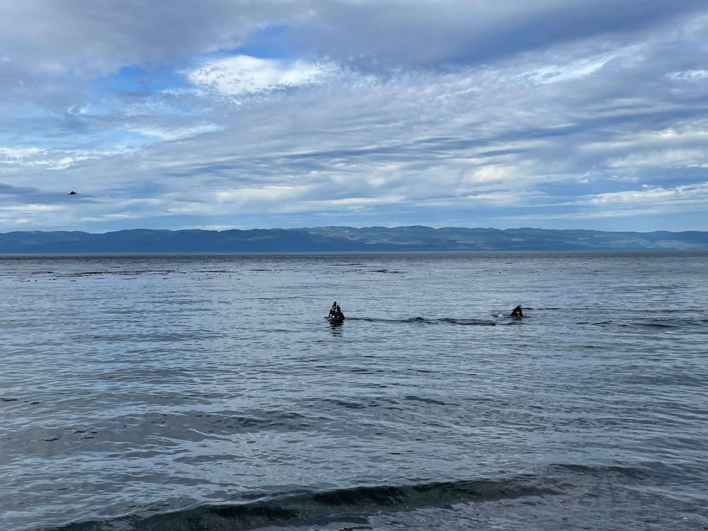 whale-spotting-challam-bay-olympic-peninsula