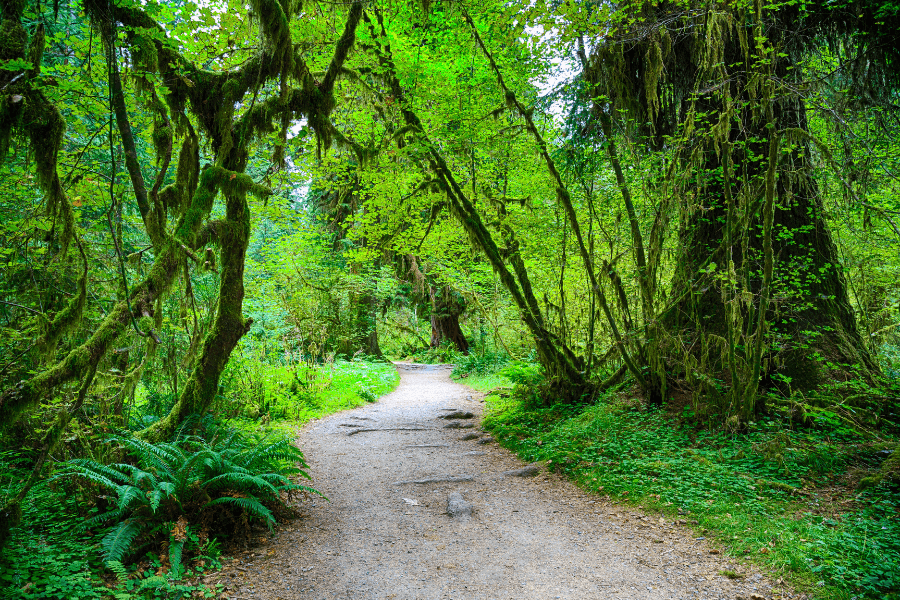 things-to-do-in-the-olympic-peninsula-hoh-rainforest-olympic-peninsula-washington-girl-go-travel-the-world (2)