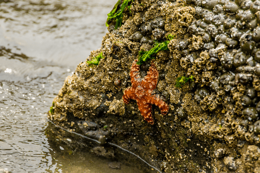 things-to-do-in-the-olympic-peninsula-olympic-peninsula-washington-girl-go-travel-the-world (2)