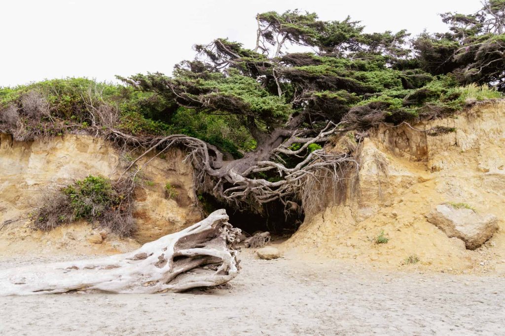 things-to-do-in-the-olympic-peninsula-tree-of-life-girl-go-travel-the-world