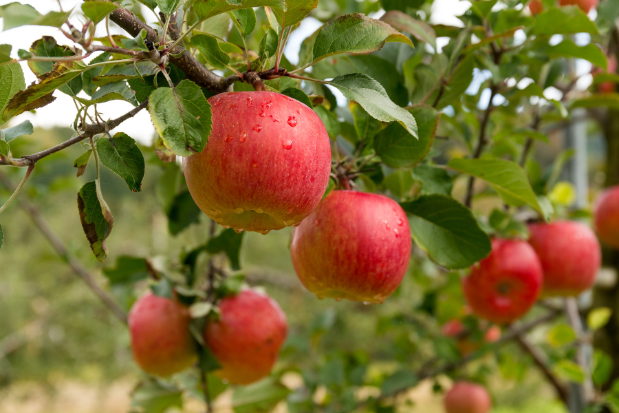 apple-picking-in-seattle