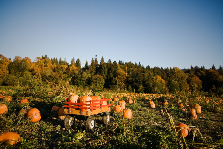 things-to-do-in-seattle-in-the-fall-pumpkin-patch